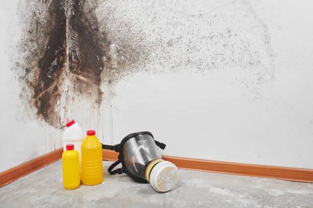 Best Mold Cleaning Services  in Center Line, MI
