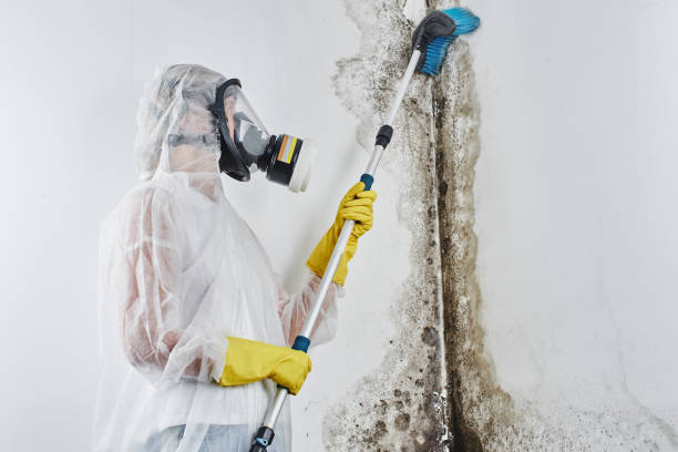 Best Mold Damage Repair  in Center Line, MI