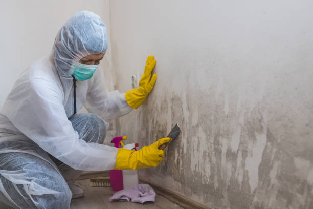 Certified Mold Removal in Center Line, MI