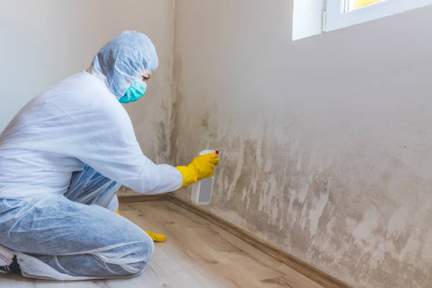 Best Certified Mold Removal  in Center Line, MI