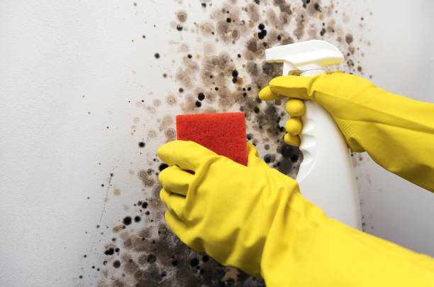 Center Line, MI Mold Removal Company