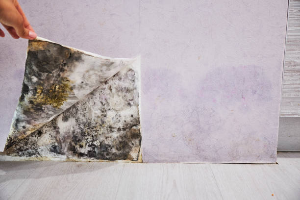 Best Mold Removal Specialists  in Center Line, MI